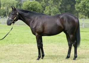 Zeb Force as a yearling at Inglis Easter 2012